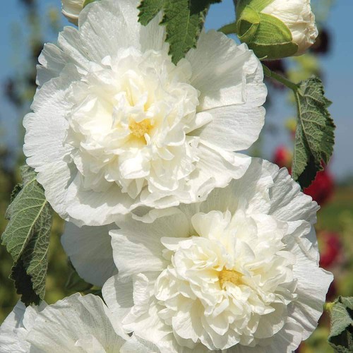 Hollyhock double chater - double, icicle