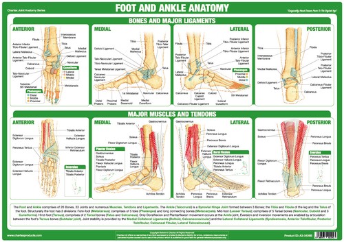 Foot and ankle anatomy poster - anatomy,