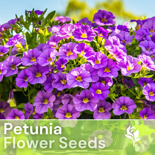 1000 lustrous allure petunia - 1000+,