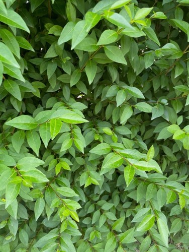 Fresh privet stems - x, /