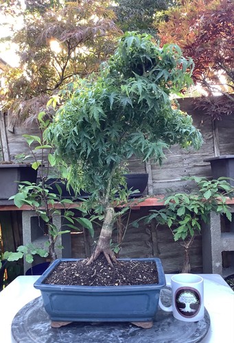 Acer palmatum shishigashira - palmatum, 'shishigashira'