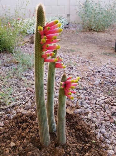 Rare cleistocactus ferrari - rare,,