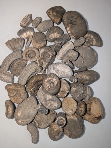 Jurassic marine fossil - jurassic,