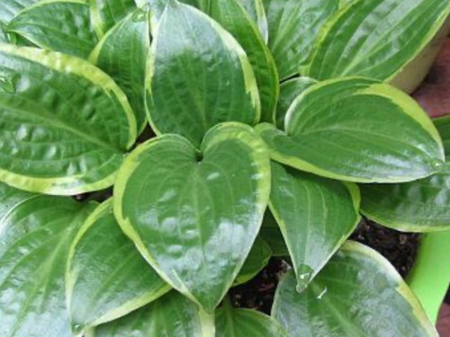 Hosta bedford rise - and, (