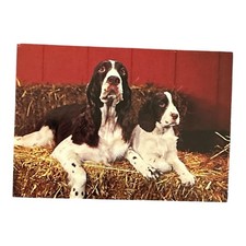 Springer Spaniel Mother And Puppy Dog Vintage Postcard Chrome Cute Animals Pup