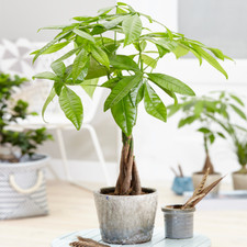 Pachira aquatica tree live - aquatica,