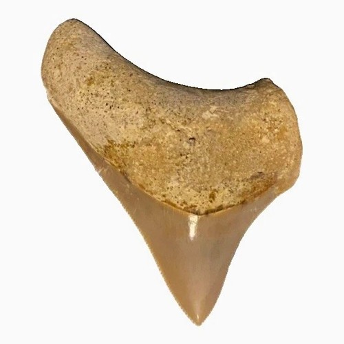 Genuine indonesian - 3”,