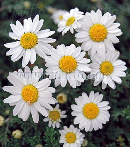Anthemis snow carpetsnowy - 6,