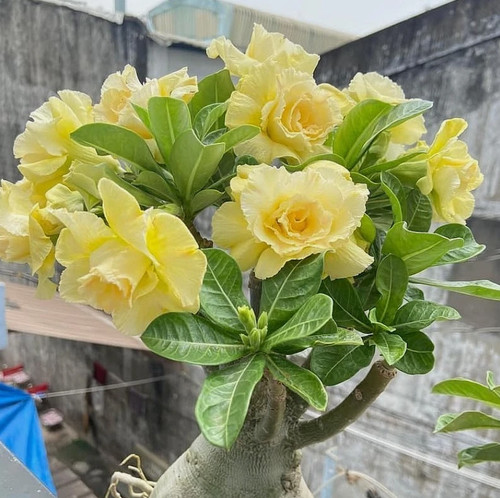 Double yellow desert rose live - double,