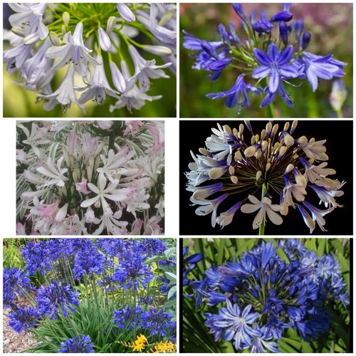 30x mixed agapanthus seeds uk - 30x,