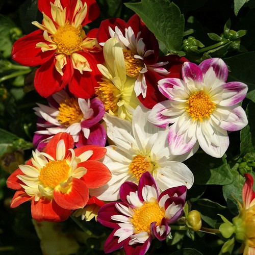 Dahlia dwarf danoy - dahlia,
