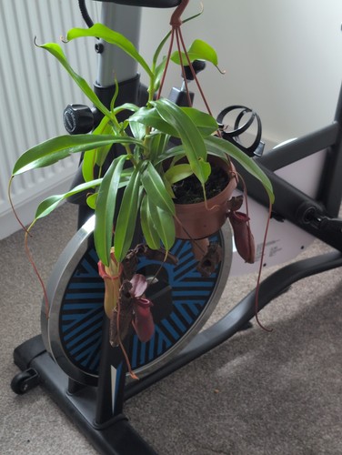 Nepenthes singalana n - singalana,
