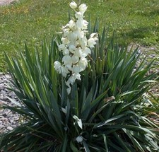 Yucca filamentosa - Adam's Needle - Plant in 2 L Pot