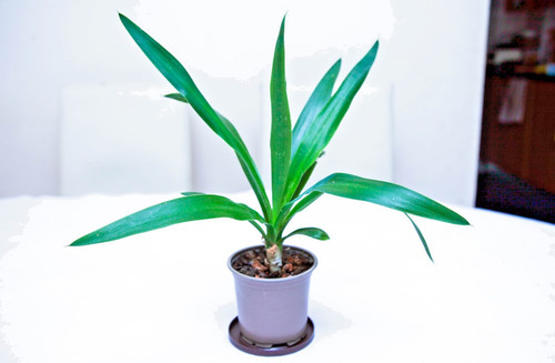 Yucca gigantea spineless - gigantea, young