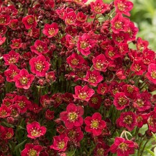 Saxifraga Red - Rockfoil