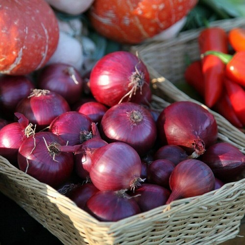 Onion sets red baron onions - onion, -red