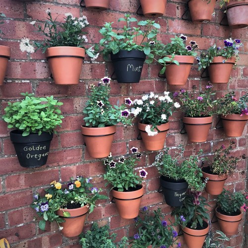 Pot ups plant - pot-ups,