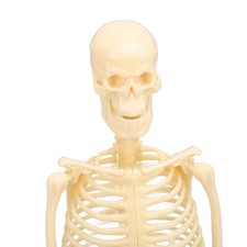 Human Skeleton Model