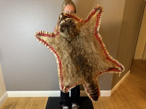 Big raccoon taxidermy rug - big,