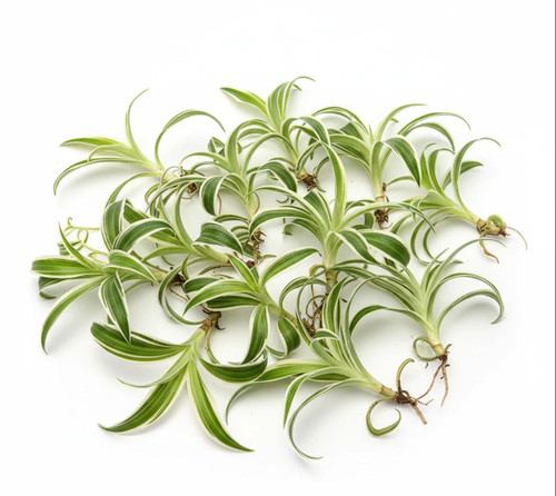 Cutting spider variegated - cutting,