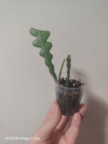 Epiphyllum anguliger fishbone - epiphyllum,