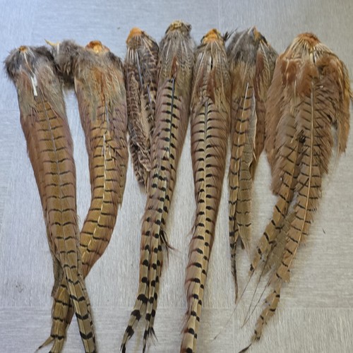 Pheasant tails - pheasant,