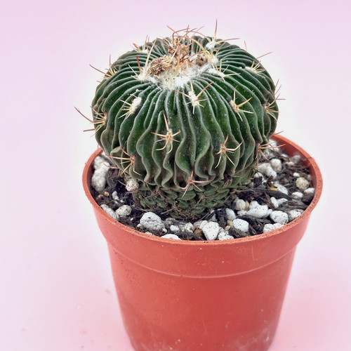 Stenocactus multicostatus 6cm - multicostatus,