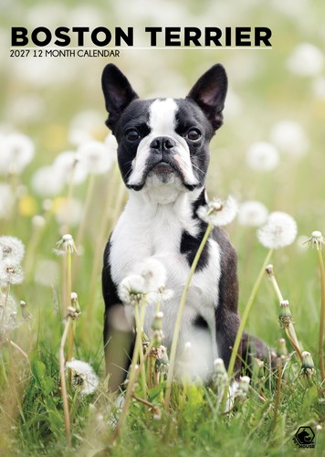 Boston terrier calendar - boston,