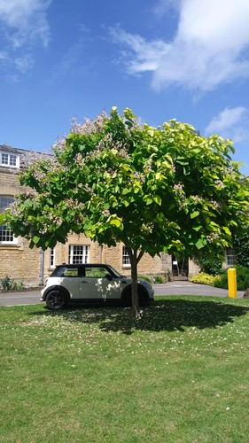 Catalpa bignonioides plant - bignonioides, plant.