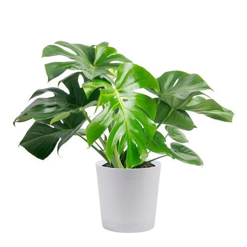 Monstera deliciosa swiss - monstera,