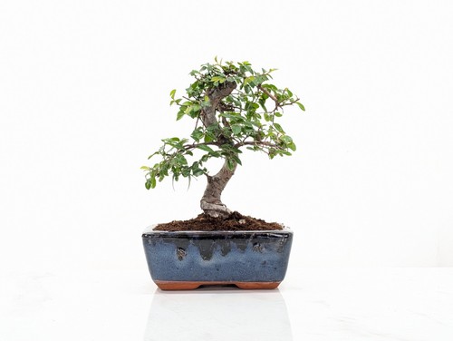 Chinese elm bonsai and care - elm,