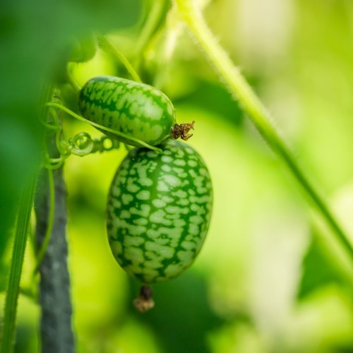 Cucamelon plant plugs 3 - plugs, x