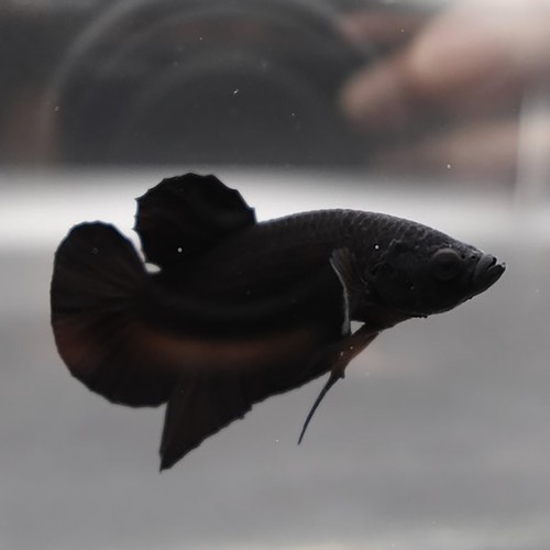Plakat super black female - plakat,
