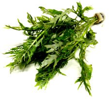 Hygrophila Difformis Water