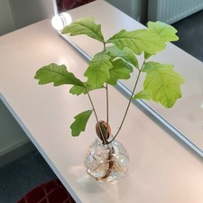 Grow Oak Tree from acorn seed Fun school classroom experiment science Biology