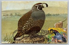 3293d sonoran desert gambel - #3293d,