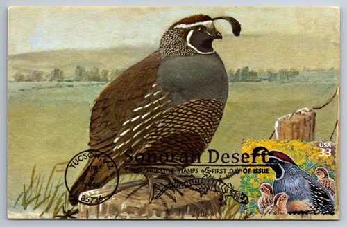 3293d sonoran desert - #3293d, gambel