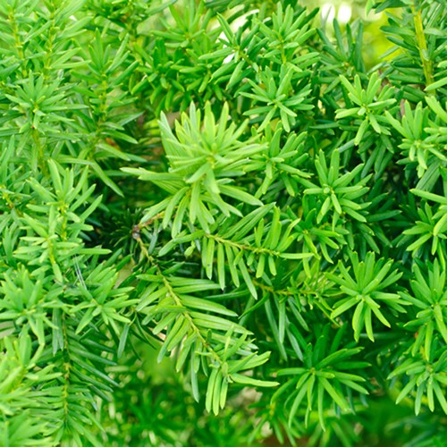 Pack yew hedging taxus - 12,