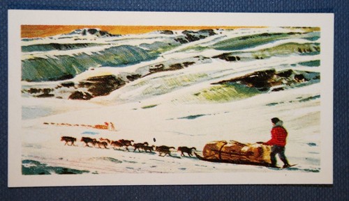 Dog sled team - sled,