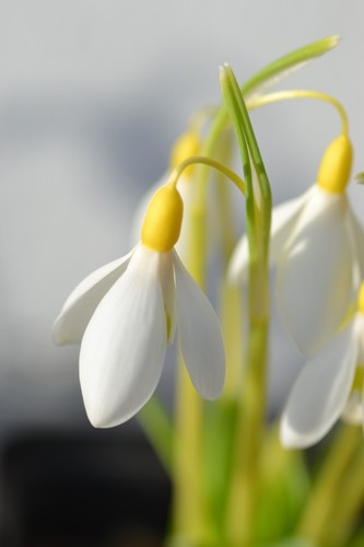 Galanthus dicks early - early, yellow