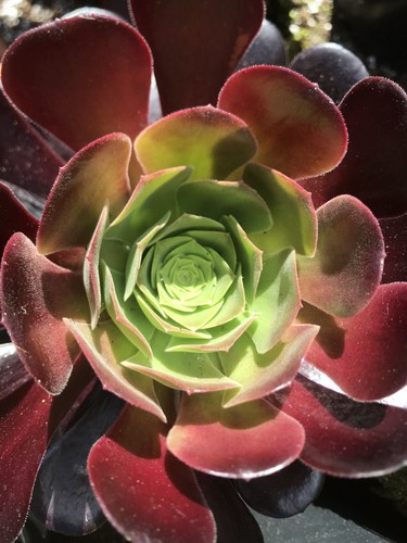 Aeonium velour one - aeonium,