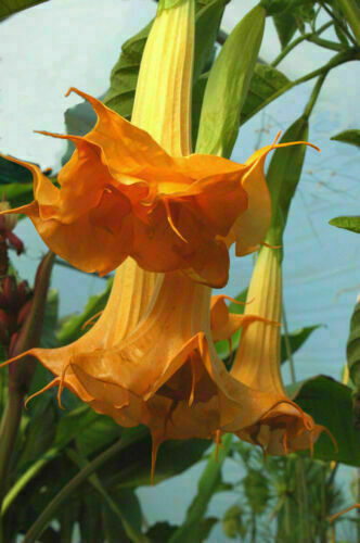 Double orange datura metel - metel,
