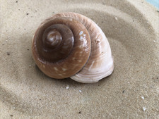 Large 7-9cm Brown Muffin land snail Turbo Turban sea shell aquarium hermit crab