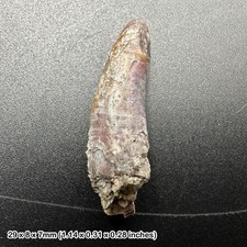 Rare genuine pterosaur (pterodactyl) tooth fossil - dinosaur age, aptian