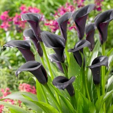 Black Calla Lily 'Cantor'