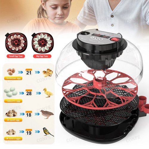 Egg incubator digital - egg,