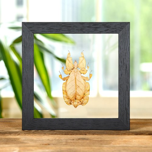 Gray leaf taxidermy insect - leaf,