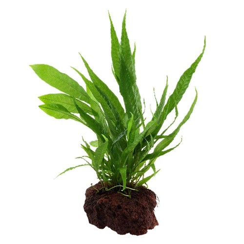 Tropica microsorum pteropus - microsorum, on