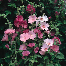 T&M Lavatera x Clementii