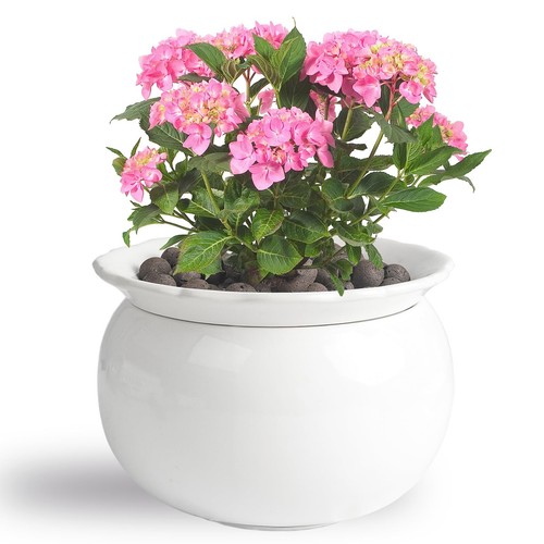 African violet pots inch - violet, pots,